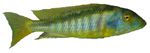buccochromis.jpg