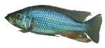 dimidiochromis.jpg