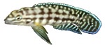 julidochromis2.jpg