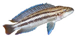 julidochromis4.jpg