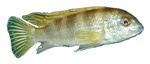 labidochromis3.jpg