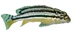 melanochromis1.jpg