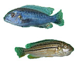melanochromis4.jpg