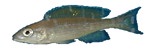 paracyprichromis1.jpg