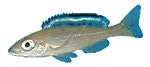 paracyprichromis2.jpg