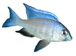 placidochromis2.jpg